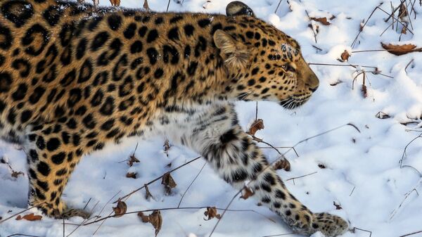 Ženka leoparda - Sputnik Srbija