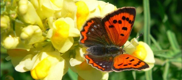 Leptir - Sputnik Srbija