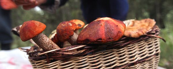 Pečurke - Sputnik Srbija