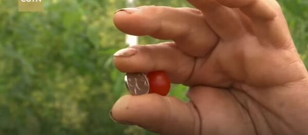 Најмањи парадјз на свету Најмањи парадјз на свету - Sputnik Србија