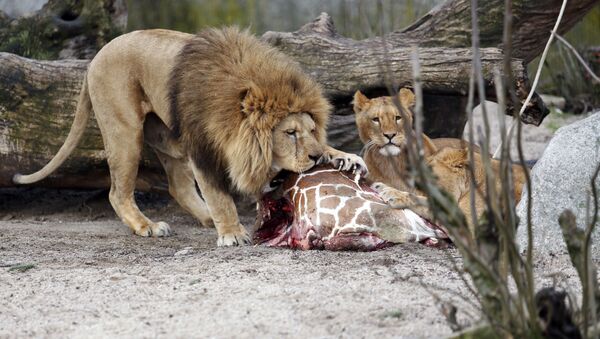 Лавови једу труп жирафе Маријуса у Зоолошком врту у Копенхагену, 9. фебруара 2014. - Sputnik Србија