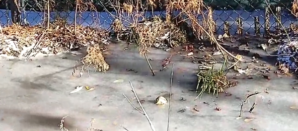 Zaleđeni aligator Zaleđeni aligator - Sputnik Srbija