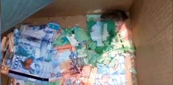 Мишеви ушли у банкомат и појели сав новац Мишеви ушли у банкомат и појели сав новац - Sputnik Србија