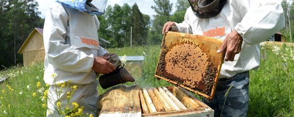 Пчеле Пчеле - Sputnik Србија