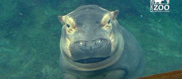 Nilski konj Fiona - Sputnik Srbija