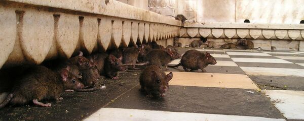 Pacovi Pacovi - Sputnik Srbija