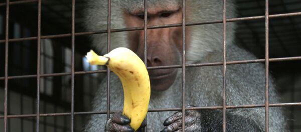 Павијан - Sputnik Србија