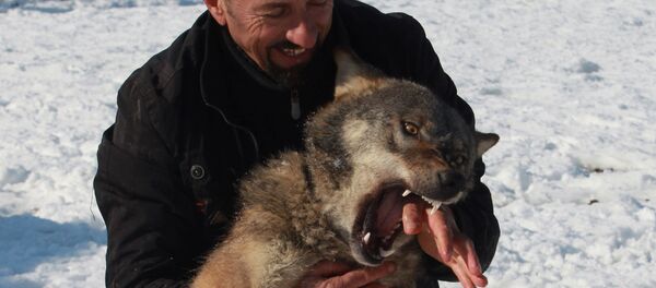 Husni Redža sa vukom Trampom u okolini Đakovice. - Sputnik Srbija