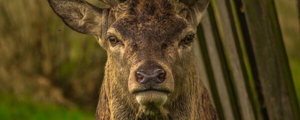 Јелен - Sputnik Србија