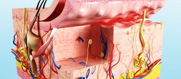 Кожа - илустрација Кожа - илустрација - Sputnik Србија