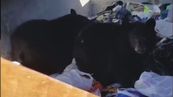 Медведиће у контејнеру за смеће пронашли су радници одмаралишта у држави Минесота. - Sputnik Србија