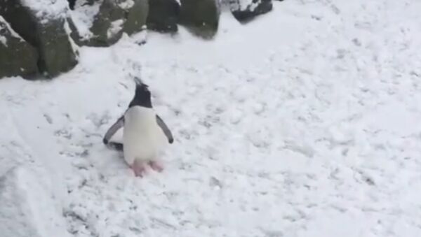Pingvin pozdravlja oluju Ema u zoološkom vrtu u Edinburgu - Sputnik Srbija