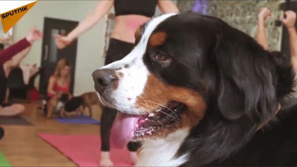 Ово је дога: јога са псима - Sputnik Србија