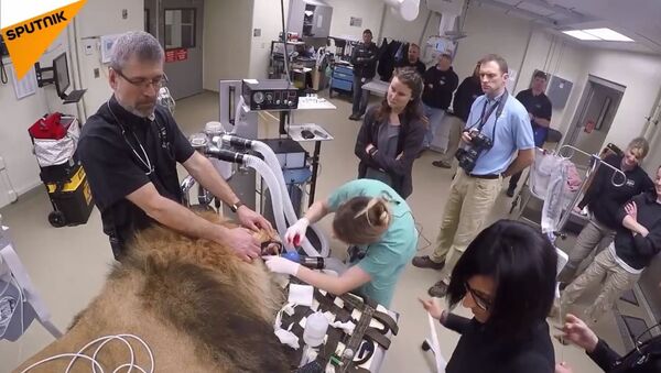 Veterinari iz američkog zoološkog vrta u Ohaju uspavali su lava kako bi mu uradili tomografiju. - Sputnik Srbija