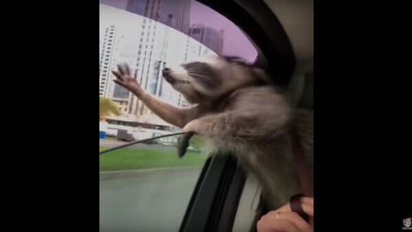 Raccoon Catching Wind || ViralHog - Sputnik Србија