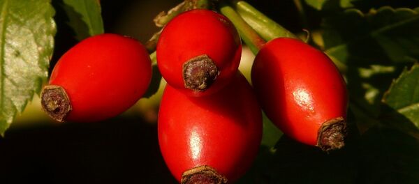 Шипак - Sputnik Србија