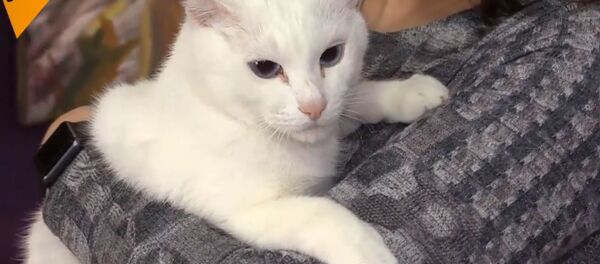 Музејски мачак Ахил из Ермитажа Музејски мачак Ахил из Ермитажа - Sputnik Србија