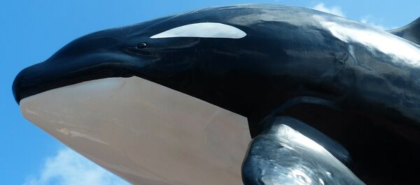 Орка, кит убица - Sputnik Србија