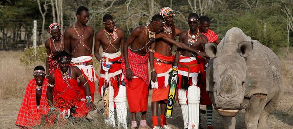 Бели носорог Бели носорог - Sputnik Србија