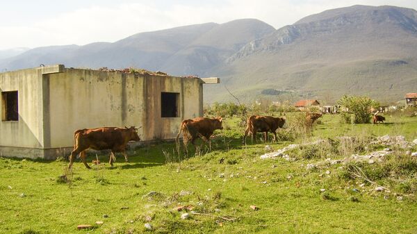 Krave pored razrušene kuće kod Prizrena - Sputnik Srbija