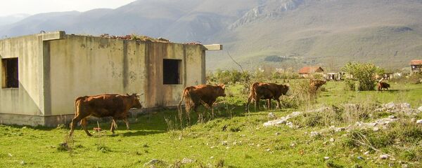 Krave pored razrušene kuće kod Prizrena Krave pored razrušene kuće kod Prizrena - Sputnik Srbija