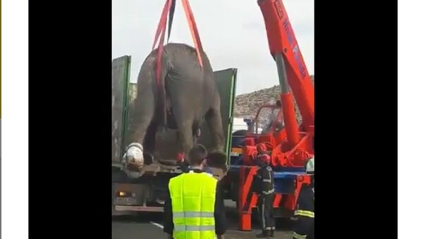 Слонови изазвали хаос на ауто-путу у Шпанији - Sputnik Србија