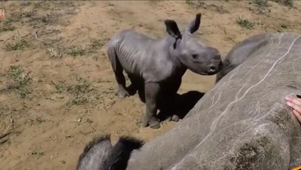 Мали носорог брани своју мајку од ветеринара - Sputnik Србија