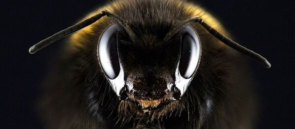 Pčela - Sputnik Srbija