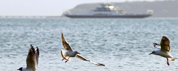 Галебови у Керчком мореузу - Sputnik Србија