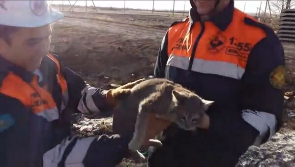 Spasioci u Kazahstanu izbavili mačku u nevolji - Sputnik Srbija