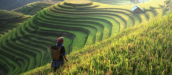 Пиринчана поља - Sputnik Србија