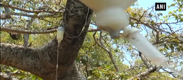 Дрво на инфузији - Sputnik Србија