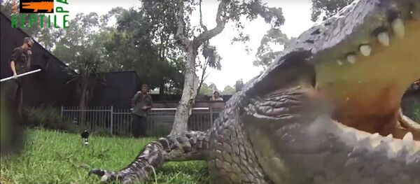 Крокодил појео камеру Крокодил појео камеру - Sputnik Србија