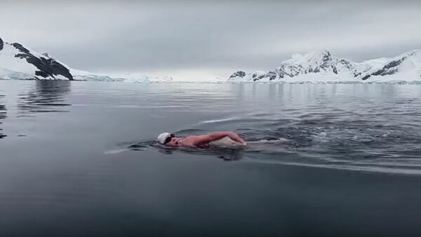Ekstremno plivanje na Antarktiku - Sputnik Srbija