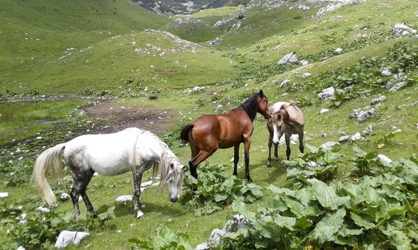 Најлепша искуства са дивљим животињама Вуковић је доживео на Дурмитору. На изложби ће представити и фотографије коња. Најлепша искуства са дивљим животињама Вуковић је доживео на Дурмитору. На изложби ће представити и фотографије коња. - Sputnik Србија