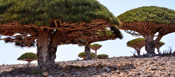 Змајева крв, Сокотра, Јемен - Sputnik Србија