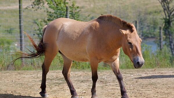Divlji konj Prževalskog (lat. Equus ferus przewalskii) je podvrsta divljeg konja - Sputnik Srbija