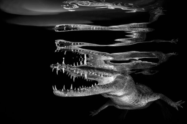 Удахните дубоко и зароните – најбоље подводне фотографије у 2018. - Sputnik Србија