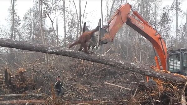 Orangutan se bori protiv buldožera. - Sputnik Srbija