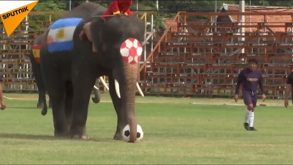 Slonovi igrali fudbal na Tajlandu - Sputnik Srbija