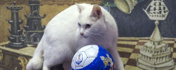 Мачак-видовњак Ахил Мачак-видовњак Ахил - Sputnik Србија