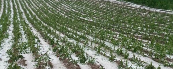 Uništeno polje malina u Gornjem Milanovcu - Sputnik Srbija