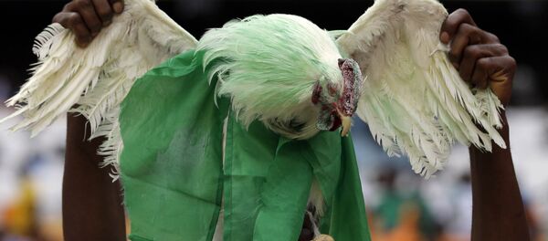 Nigerijski navijač drži kokošku ofarbanu u zeleno Nigerijski navijač drži kokošku ofarbanu u zeleno - Sputnik Srbija