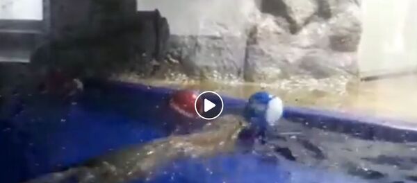 Видра Гари Видра Гари - Sputnik Србија