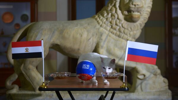 Mačak-vidovnjak Ahil predviđa pobedu Rusije u meču Svetskog prvenstva u fudbalu protiv reprezentacije Egipta - Sputnik Srbija