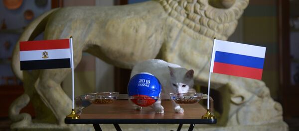 Мачак-видовњак Ахил предвиђа победу Русије у мечу Светског првенства у фудбалу против репрезентације Египта - Sputnik Србија