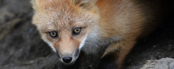 Lisica - Sputnik Srbija