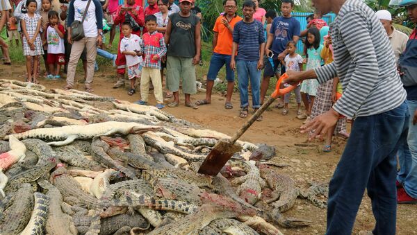 У Индонезији убијено 300 крокодила из освете - Sputnik Србија