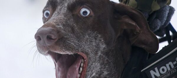 Пас Пас - Sputnik Србија