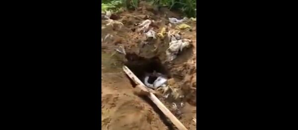 Гробови на Камчакти које су прекопали медведи Гробови на Камчакти које су прекопали медведи - Sputnik Србија